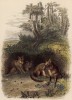 Лиса с лисятами (иллюстрация к работе Ахилла Конта Musée d'histoire naturelle, изданной в Париже в 1854 году)