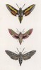 Бабочки рода Deilephila: Galu (1), Elpenor (2) и рода Sphinx: Pinastri (3) (лат.) (лист 46)