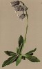 Колокольчик бородатый (Campanula barbata (лат.)) (из Atlas der Alpenflora. Дрезден. 1897 год. Том V. Лист 419)
