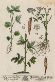 Растение из лондонского ботанического сада, именуемое самой Элизабет Блеквелл Nisji seu Nindsin Japonensium (лат.) (лист 514 "Гербария" Элизабет Блеквелл, изданного в Нюрнберге в 1760 году)