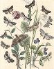 Бабочки семейства совок или ночниц. "Книга бабочек" Фридриха Берге, Штутгарт, 1870. 