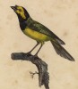 Завирушка (лист из альбома литографий "Галерея птиц... королевского сада", изданного в Париже в 1822 году)