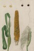 Кукуруза, маис, кукуруза сахарная (Zea mays (лат.)) из семейства злаки (лист 574b "Гербария" Элизабет Блеквелл, изданного в Нюрнберге в 1760 году)