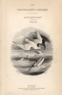 Титульный лист XXVIII тома "Библиотеки натуралиста" Вильяма Жардина, изданного в Эдинбурге в 1843 году и посвящённого итальянскому учёному эпохи Возрождения Ипполито Сальвиани (на миниатюре рыбы и птицы)