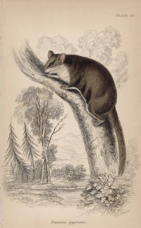 Австралийский Petaurus pygmeus (лат.) (лист 30 тома VIII "Библиотеки натуралиста" Вильяма Жардина, изданного в Эдинбурге в 1841 году)