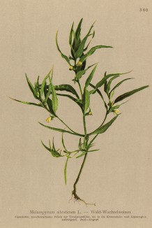 Марьянник лесной (Melampyrum silvaticum (лат.)) (из Atlas der Alpenflora. Дрезден. 1897 год. Том IV. Лист 380)