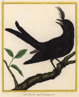 Зонтичная птица с Мадагаскара (из Table des Planches Enluminées d'Histoire Naturelle de M. D'Aubenton (фр.). Утрехт. 1783 год (лист 189))