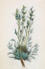 Полынь альпийская (Artemisia mutellina (лат.)) (лист 212 известной работы Йозефа Карла Вебера "Растения Альп", изданной в Мюнхене в 1872 году)