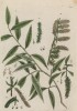 Ива (ветла, ракита, лоза, лозина, верба (Salix (лат.)) — деревянистое растение; род семейства ивовые (лист 327 "Гербария" Элизабет Блеквелл, изданного в Нюрнберге в 1757 году)