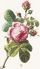 Роза столистная. С гравюры по рисунку Херарда ван Спаендонка из издания "Магия розы". Штутгарт, 1963 г.