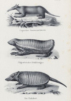 Броненосная мышь и другие мелкие бронированные грызуны (лист 32 первого тома работы профессора Шинца Naturgeschichte und Abbildungen der Menschen und Säugethiere..., вышедшей в Цюрихе в 1840 году)