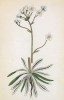 Камнеломка гребневая (Saxifraga crustata (лат.)) (лист 163 известной работы Йозефа Карла Вебера "Растения Альп", изданной в Мюнхене в 1872 году)