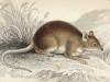Амазонская бамбуковая крыса (echimys dactylinus? geoff. (лат.)) (лист 25 тома I "Библиотеки натуралиста" Вильяма Жардина, изданного в Эдинбурге в 1842 году)