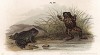 Чесночница обыкновенная (Pelobates fuscus (лат.)) (из Naturgeschichte der Amphibien in ihren Sämmtlichen hauptformen. Вена. 1864 год)
