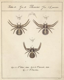 Различные пауки рода Thomisus (лат.) (лист VI. 2 из Monographie der spinne... Нюрнберг. 1829 год (экземпляр № 26 из 100))
