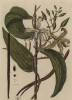 Ваниль (Vanilla (лат.)) — род многолетних лиан семейства орхидные, плоды (стручки) которых называются ваниль и используются как пряность. Названо от исп. vainilla — стручочек (лист 590 "Гербария" Э. Блеквелл, изданного в Нюрнберге в 1760 году)