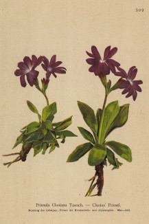 Примула Делаклюза (Primula Clusiana (лат.)) (из Atlas der Alpenflora. Дрезден. 1897 год. Том IV. Лист 309)