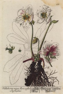 Морозник -- род многолетних травянистых растений семейства лютиковые (лист 508 "Гербария" Элизабет Блеквелл, изданного в Нюрнберге в 1760 году)