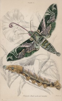 Гусеница и мотылёк -- бражник олеандровый (Oleander Hawk-moth and caterpillar (англ.)) (лист 9 тома XL "Библиотеки натуралиста" Вильяма Жардина, изданного в Эдинбурге в 1843 году)