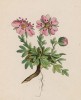 Лапчатка блестящая (Potentilla nitida (лат.)) (лист 148 известной работы Йозефа Карла Вебера "Растения Альп", изданной в Мюнхене в 1872 году)