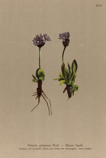 Примула липкая (Primula glutinosa (лат.)) (из Atlas der Alpenflora. Дрезден. 1897 год. Том IV. Лист 310)
