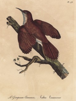 Пищуха коричневая (лист из альбома литографий "Галерея птиц... королевского сада", изданного в Париже в 1825 году)