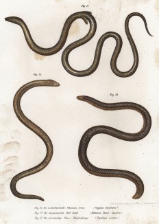 Два безобидных сцинка и бразильская змея Typhlops nasutus (лат.) (внизу справа) (из Naturgeschichte der Amphibien in ihren Sämmtlichen hauptformen. Вена. 1864 год)