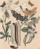 Бабочки семейства древоточцев, слизневидок, тонкопрядов и мешочниц. "Книга бабочек" Фридриха Берге, Штутгарт, 1870. 