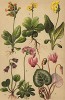 Первоцвет лекарственный (Primula officinalis), первоцвет высокий (Primula elatior), первоцвет мучнистый (Primula farinosa), аврикула (Primula Auricula), сольданелла альпийская (Soldanella alpina), дряква европейская (Cyclamen europaeum)