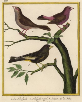 Зяблики, обитающие в Африке (1 и 2) и в Китае (3) (из Table des Planches Enluminées d'Histoire Naturelle de M. D'Aubenton (фр.). Утрехт. 1783 год (лист 157))