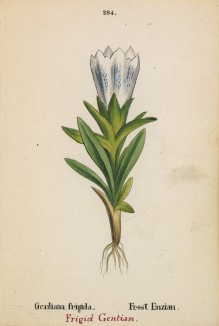 Горечавка студёная (Gentiana frigida (лат.)) (лист 284 известной работы Йозефа Карла Вебера "Растения Альп", изданной в Мюнхене в 1872 году)