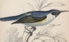 Нектарница белогрудая (Anthreptes leucosoma (лат.)) (лист 17 тома XXIII "Библиотеки натуралиста" Вильяма Жардина, изданного в Эдинбурге в 1843 году)