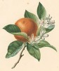 Апельсин из Flore pittoresque dediée Aux Dames par A. Chazal... Париж. 1820 год. В 2000 году комплект этих лучших в истории французской книги начала XIX века ботанических иллюстраций был продан на аукционе "Кристи" за 209.462 $