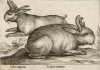 Рогатые зайцы (лист из альбома Nova raccolta de li animali piu curiosi del mondo disegnati et intagliati da Antonio Tempesta... Рим. 1651 год)