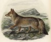 Магелланова собака, или колпео (лист XIV иллюстраций к известной работе Джорджа Миварта "Семейство волчьих". Лондон. 1890 год)