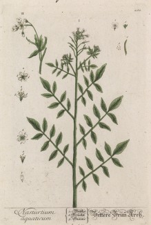 Водяной кресс, или жеруха (Nasturtium (лат.)) (лист 260 "Гербария" Элизабет Блеквелл, изданного в Нюрнберге в 1757 году)