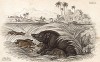 Дикая свинья и поросята прячутся от охотников. Wild Hog (англ.). Вильям Жардин, "Библиотека натуралиста". Эдинбург, 1840