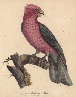 Розовый какаду (лист из альбома литографий "Галерея птиц... королевского сада", изданного в Париже в 1822 году)