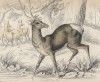Вапити (Cervus Wallichii (лат.)) (лист 10 тома XI "Библиотеки натуралиста" Вильяма Жардина, изданного в Эдинбурге в 1843 году)