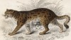 Хищная кошка, обитающая на островах Ява и Суматра (Felis Sumatrana (лат.)) (лист 18 тома III "Библиотеки натуралиста" Вильяма Жардина, изданного в Эдинбурге в 1834 году)
