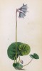 Сольданелла горная (Soldanella montana (лат.)) (лист 360 известной работы Йозефа Карла Вебера "Растения Альп", изданной в Мюнхене в 1872 году)