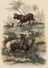 Антилопы (иллюстрация к работе Ахилла Конта Musée d'histoire naturelle, изданной в Париже в 1854 году)