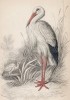 Белый журавль (Ciconia alba (лат.)) (лист 7 тома XXVI "Библиотеки натуралиста" Вильяма Жардина, изданного в Эдинбурге в 1842 году)