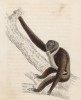Чернорукая гиббонша, или Hylobates Agilis (лат.) (лист 5 тома II "Библиотеки натуралиста" Вильяма Жардина, изданного в Эдинбурге в 1833 году)