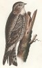 Малый сумеречный козодой, Chordeiles texensis (лат.). United States and Mexican Boundary Survey… Spencer F. Baird, Birds of the Boundary, л.VI. Вашингтон, 1859 