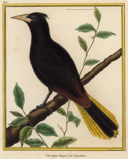 Ямайский кассик (ямайский трупиал) (из Table des Planches Enluminées d'Histoire Naturelle de M. D'Aubenton (фр.). Утрехт. 1783 год (лист 344))