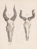 Череп и рога антилопы (лист XXXVIII иллюстраций к двенадцатому тому знаменитой "Естественной истории" графа де Бюффона, изданному в Париже в 1764 году)