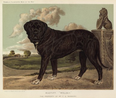Мастиф Волси, принадлежащий мистеру Бэнбери (из "Книги собак" Веро Шоу, украшенной великолепными иллюстрациями Чарльза Барбера. Лондон. 1881 год)