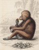 Красный орангутанг (Pithecus Satyrus (лат.)) (лист 2 тома II "Библиотеки натуралиста" Вильяма Жардина, изданного в Эдинбурге в 1833 году)