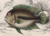 Прокатопус нототения (Pomotis fasciatus (лат.)) (лист 17 тома XL "Библиотеки натуралиста" Вильяма Жардина, изданного в Эдинбурге в 1860 году)